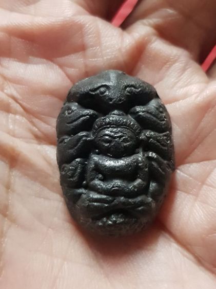 ปรกจั๊กจั่น หายาก