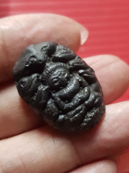 ปรกจั๊กจั่น หายาก รูปที่ 6