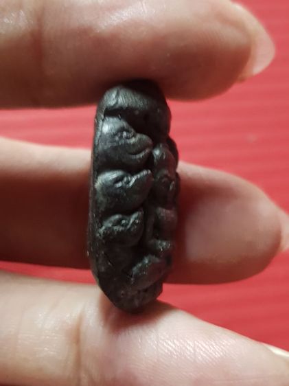 ปรกจั๊กจั่น หายาก รูปที่ 3