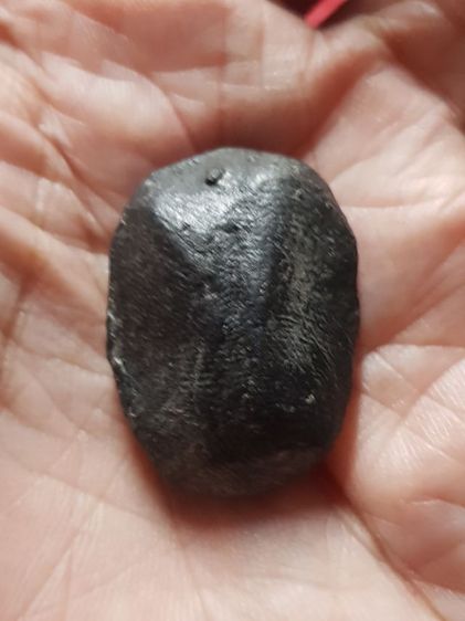 ปรกจั๊กจั่น หายาก รูปที่ 2