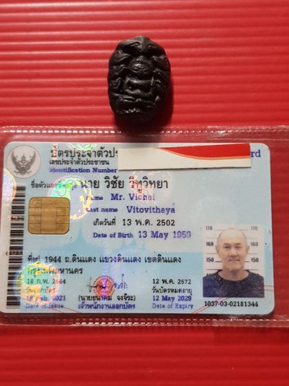 ปรกจั๊กจั่น หายาก รูปที่ 10