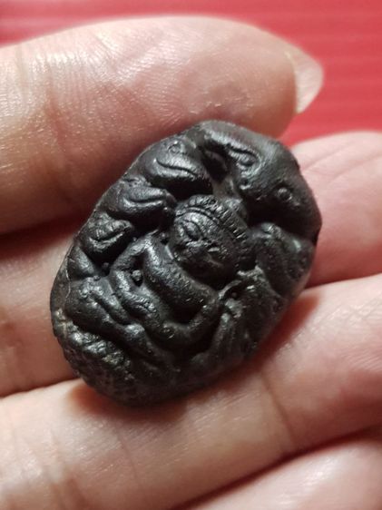 ปรกจั๊กจั่น หายาก รูปที่ 5