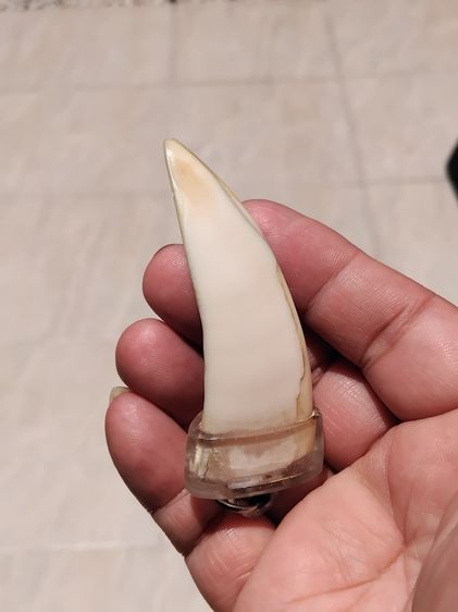 เขี้ยวหมูตัน ปลายแหลม เต็มเขี้ยว ยาว 4 นิ้ว ผิวสองสี เดิมๆ สวย สมบูรณ์ แท้ หายาก เลี่ยมพลาสติก พุทธคุณ อย่างเหนียวครับ รูปที่ 3