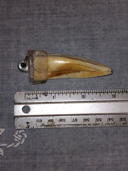 เขี้ยวหมูตัน ปลายแหลม เต็มเขี้ยว ยาว 4 นิ้ว ผิวสองสี เดิมๆ สวย สมบูรณ์ แท้ หายาก เลี่ยมพลาสติก พุทธคุณ อย่างเหนียวครับ รูปที่ 7