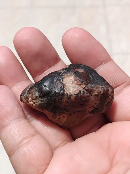 ตับทองแดงตับเหล็ก หรือตับเหล็ก ขนาดกำลังสวย ผิวเนียน สีดำอมน้ำตาล รูปทรงค่อนข้างกลมแบน สวยงาม มีน้ำหนัก ของแท้ต้องมีความเป็นธรรมชาติของตับ ต รูปที่ 8