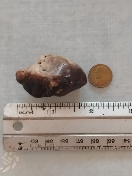 ตับทองแดงตับเหล็ก หรือตับเหล็ก ขนาดกำลังสวย ผิวเนียน สีดำอมน้ำตาล รูปทรงค่อนข้างกลมแบน สวยงาม มีน้ำหนัก ของแท้ต้องมีความเป็นธรรมชาติของตับ ต รูปที่ 10