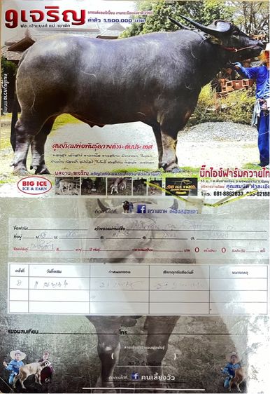 ขายควายตัวผู้ พันธุ์ 9 เจริญ รูปที่ 5