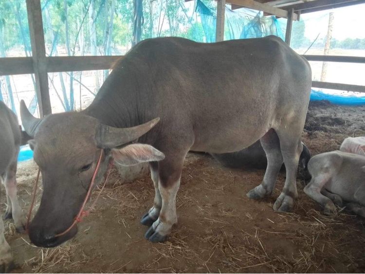 ขายควายตัวผู้ พันธุ์ 9 เจริญ รูปที่ 3