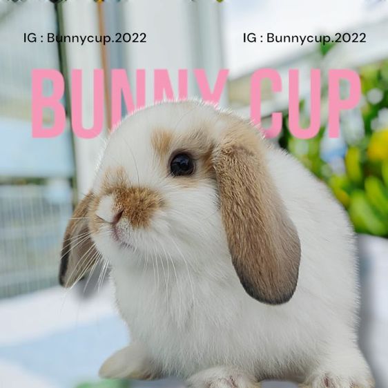 กระต่าย HL  รูปที่ 6