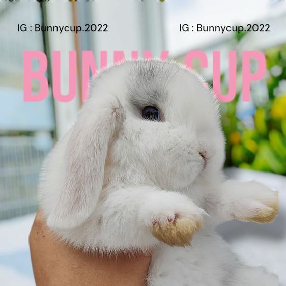 กระต่าย HL  รูปที่ 4