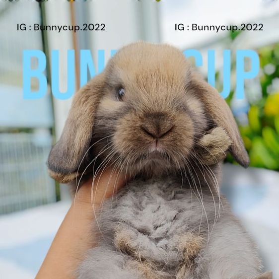 กระต่าย HL  รูปที่ 8