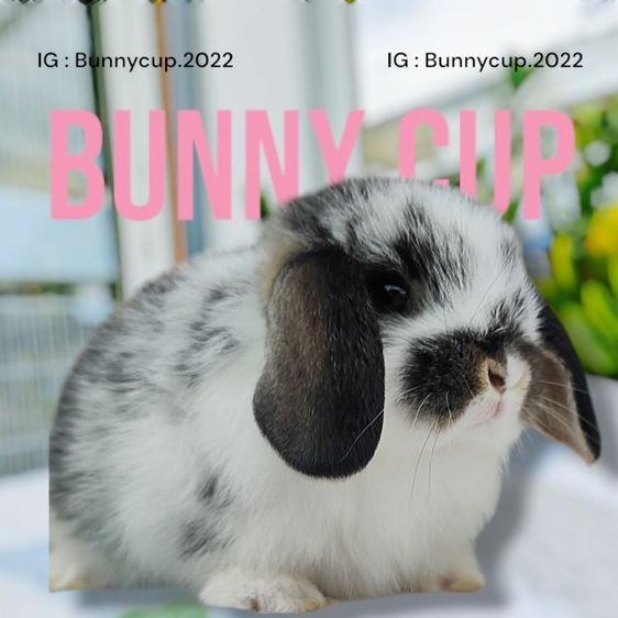 กระต่าย HL  รูปที่ 5