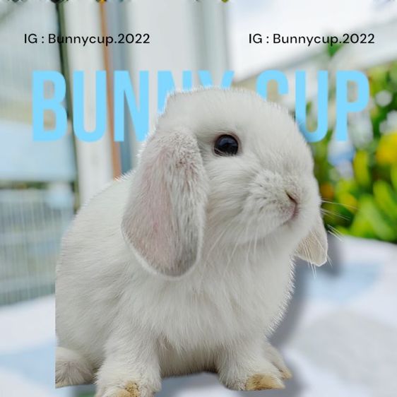 กระต่าย HL  รูปที่ 9