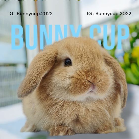 กระต่าย HL  รูปที่ 7