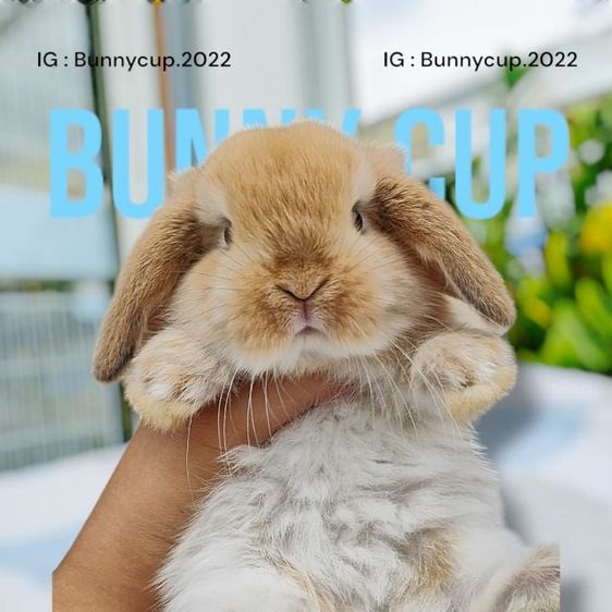 กระต่าย HL 