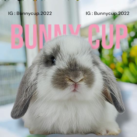 กระต่าย HL  รูปที่ 3