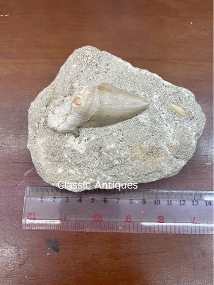 หิน ฟอสซิลฟันปลาเก่าโบราณสะสม รูปที่ 4