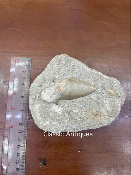 หิน ฟอสซิลฟันปลาเก่าโบราณสะสม รูปที่ 5