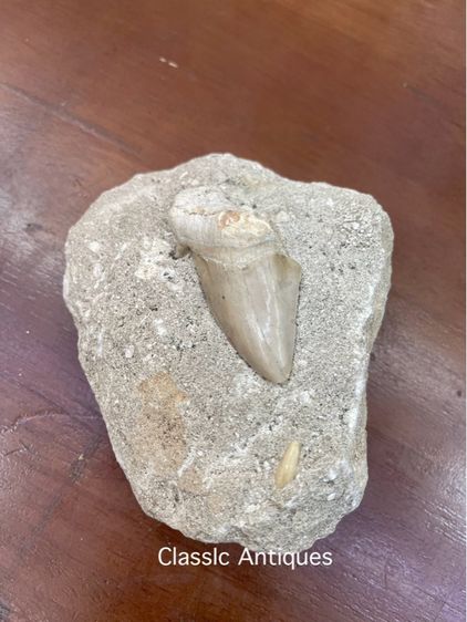 หิน ฟอสซิลฟันปลาเก่าโบราณสะสม รูปที่ 3