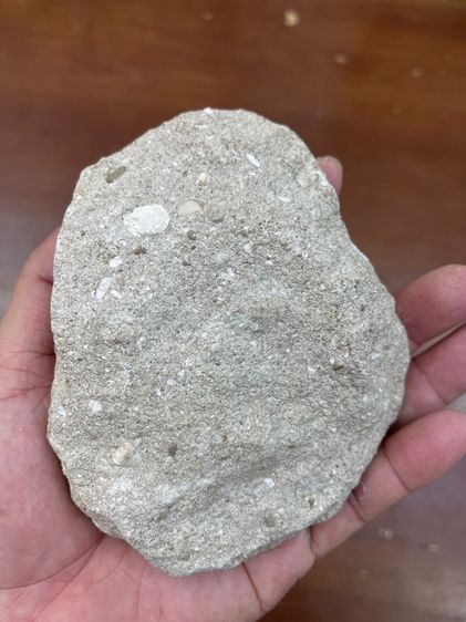 หิน ฟอสซิลฟันปลาเก่าโบราณสะสม รูปที่ 6