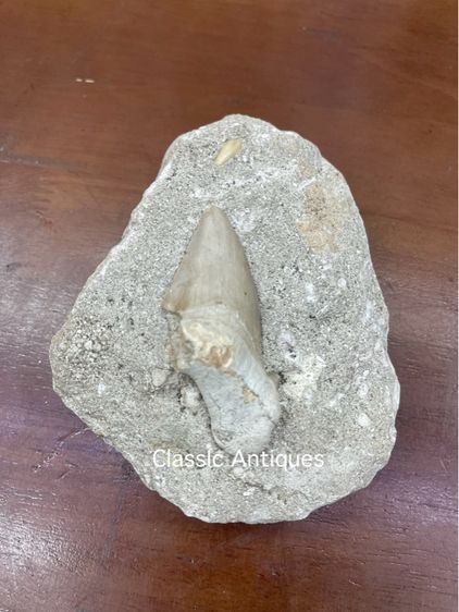 หิน ฟอสซิลฟันปลาเก่าโบราณสะสม