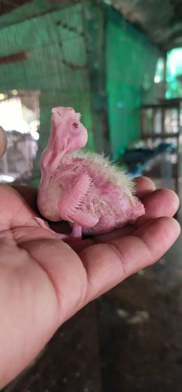 ซันคอนัวร์ ขายลูกป้อนค๊อกคาเทลสีเหลืองตาเเดงอัลปิโน่ไซส์ขนาดนี้นะครับ..ถ้าโตกว่านี้อีกราคาครับ..สนใจโทร 0929135188