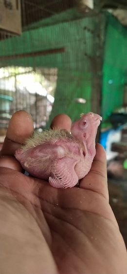 ขายลูกป้อนค๊อกคาเทลสีเหลืองตาเเดงอัลปิโน่ไซส์ขนาดนี้นะครับ..ถ้าโตกว่านี้อีกราคาครับ..สนใจโทร 0929135188 รูปที่ 2