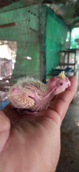 ขายลูกป้อนค๊อกคาเทลสีเหลืองตาเเดงอัลปิโน่..สนใจโทร 0929135188 รูปที่ 2