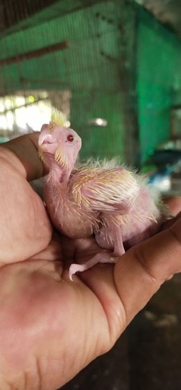 ซันคอนัวร์ ขายลูกป้อนค๊อกคาเทลสีเหลืองตาเเดงอัลปิโน่..สนใจโทร 0929135188