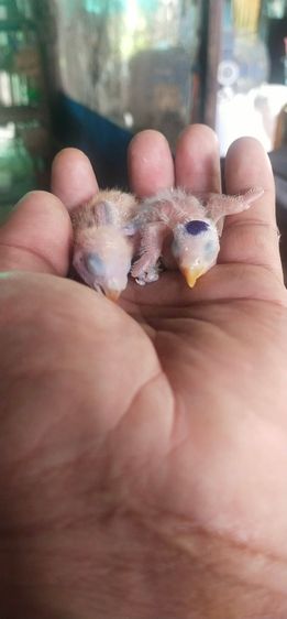 ขายลูกป้อนนกเลิฟเบิร์ด..ขายไซส์ตามรูปราคา 350 บาท..สนใจโทร 0929135188 รูปที่ 2