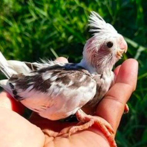 ขายลูกป้อนนกค๊อคาเทล.หลากสีสัน..สีสวยๆ.เชื่องๆ.ขี้อ้อน.เลี้ยงง่าย.ร้องเสียงไม่ดัง.ป้อนง่าย.สามารถฝึกพูดได้...สนใจโทร 0929135188 ครับผม รูปที่ 9