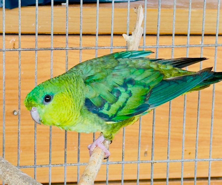 อื่นๆ ลินนี่โอเล็ต Lineolet Parakeets 