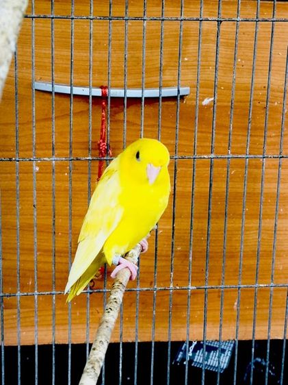 อื่นๆ ลินนี่โอเล็ต Lineolet Parakeets