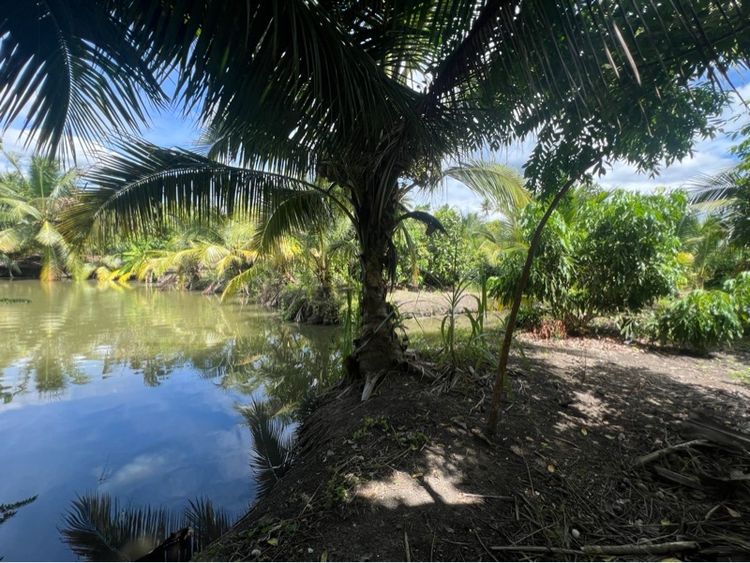 ขายที่ดินสวนผลไม้ รูปที่ 3