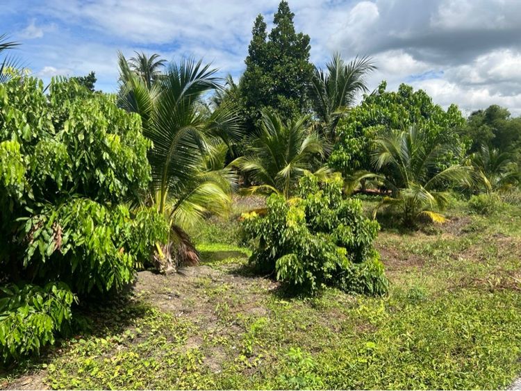 ขายที่ดินสวนผลไม้ รูปที่ 4