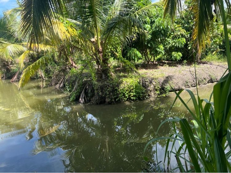 ขายที่ดินสวนผลไม้ รูปที่ 2