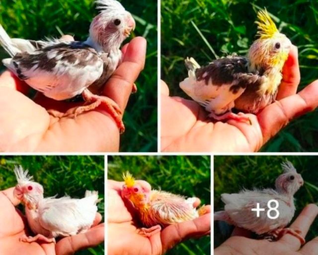 ขายลูกป้อนนกค๊อคาเทล.หลากสีสัน..สีสวยๆ.เชื่องๆ.ขี้อ้อน.เลี้ยงง่าย.ร้องเสียงไม่ดัง.ป้อนง่าย.สามารถฝึกพูดได้..สนใจโทร 0929135188 ครับผม รูปที่ 9