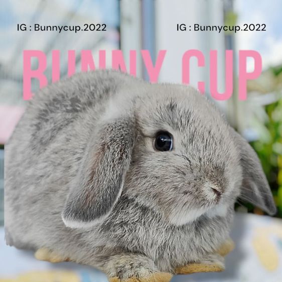 กระต่าย Hl รูปที่ 9