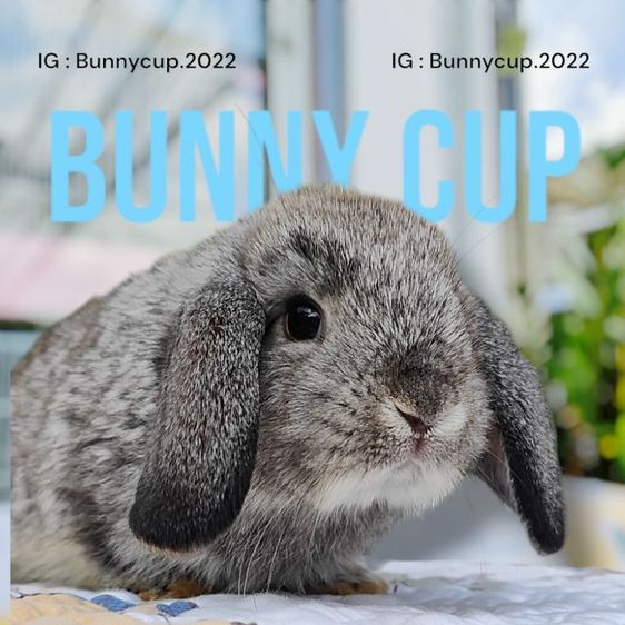 กระต่าย Hl รูปที่ 5