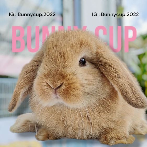 กระต่าย Hl รูปที่ 2