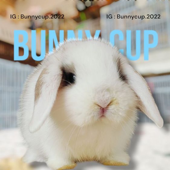 กระต่าย Hl รูปที่ 12