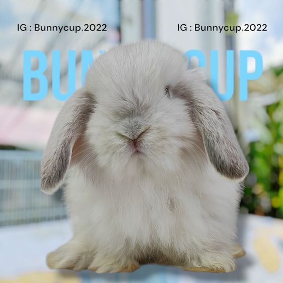 กระต่าย Hl รูปที่ 11