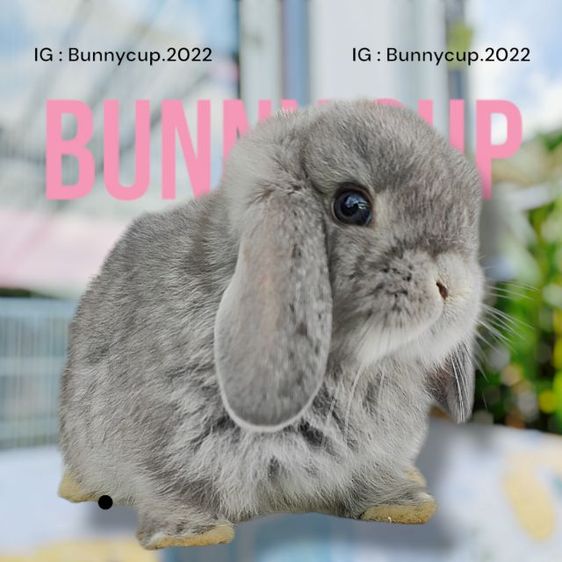 กระต่าย Hl รูปที่ 10