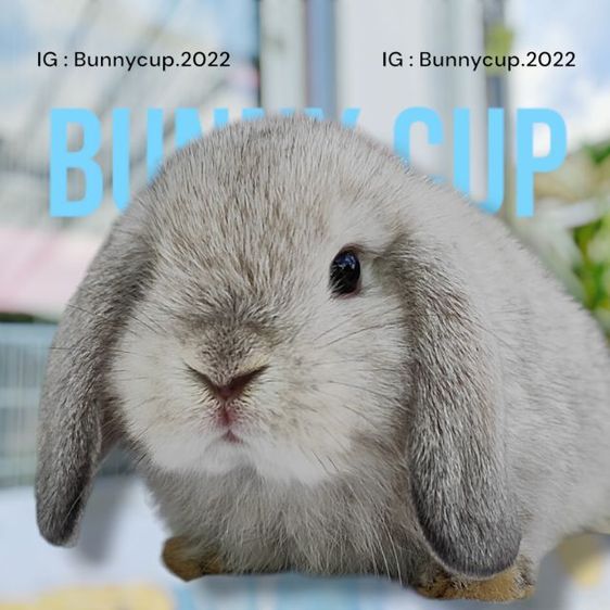 กระต่าย Hl รูปที่ 3