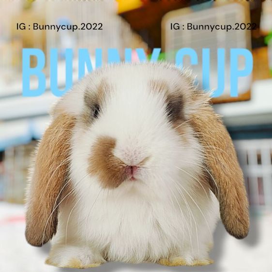 กระต่าย Hl รูปที่ 13