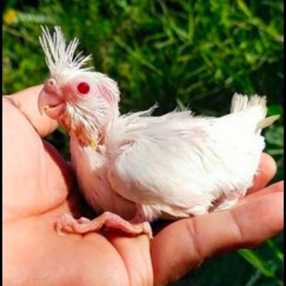 ขายลูกป้อนนกค๊อคาเทล.หลากสีสัน..สีสวยๆ.เชื่องๆ.ขี้อ้อน.เลี้ยงง่าย.ร้องเสียงไม่ดัง.ป้อนง่าย.สามารถฝึกพูดได้..สนใจโทร 0929135188 ครับผม รูปที่ 3