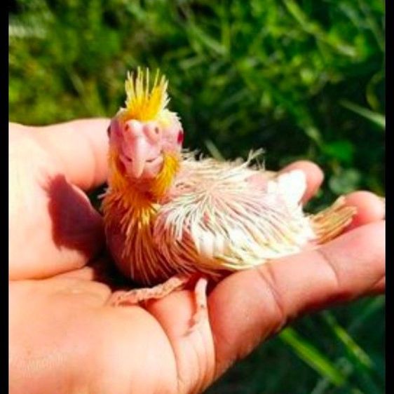 ขายลูกป้อนนกค๊อคาเทล.หลากสีสัน..สีสวยๆ.เชื่องๆ.ขี้อ้อน.เลี้ยงง่าย.ร้องเสียงไม่ดัง.ป้อนง่าย.สามารถฝึกพูดได้..สนใจโทร 0929135188 ครับผม รูปที่ 2