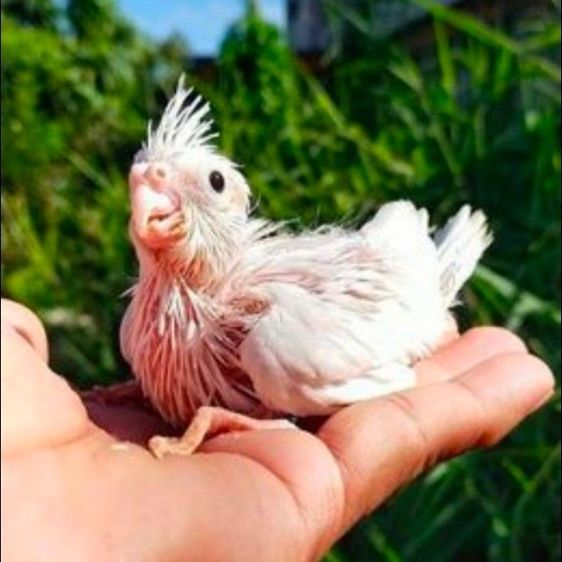 ขายลูกป้อนนกค๊อคาเทล.หลากสีสัน..สีสวยๆ.เชื่องๆ.ขี้อ้อน.เลี้ยงง่าย.ร้องเสียงไม่ดัง.ป้อนง่าย.สามารถฝึกพูดได้..สนใจโทร 0929135188 ครับผม รูปที่ 4