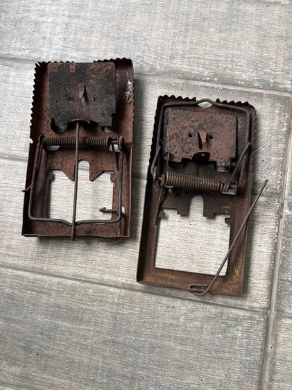 กับดักหนูโบราณ รูปที่ 2