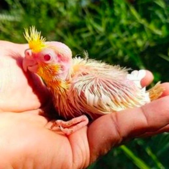 ขายลูกป้อนนกค๊อคาเทล.หลากสีสัน..สีสวยๆ.เชื่องๆ.ขี้อ้อน.เลี้ยงง่าย.ร้องเสียงไม่ดัง.ป้อนง่าย.สามารถฝึกพูดได้..สนใจโทร 0929135188 ครับผม รูปที่ 6